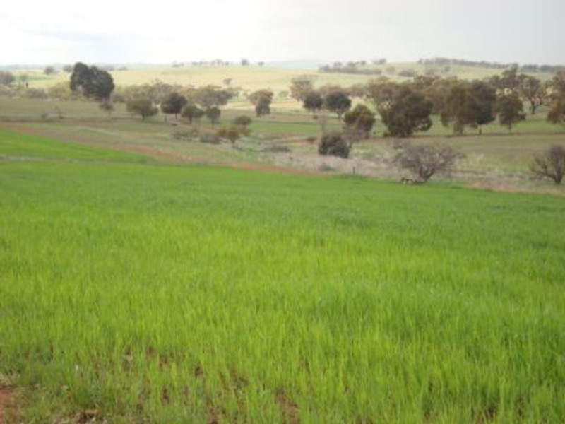 523 Wongamine Road,, Northam WA 6401