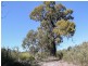 55 Drummondi Drive, Toodyay WA 6566