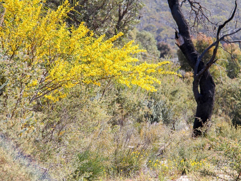 55 Drummondi Drive, Toodyay WA 6566