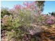 55 Drummondi Drive, Toodyay WA 6566