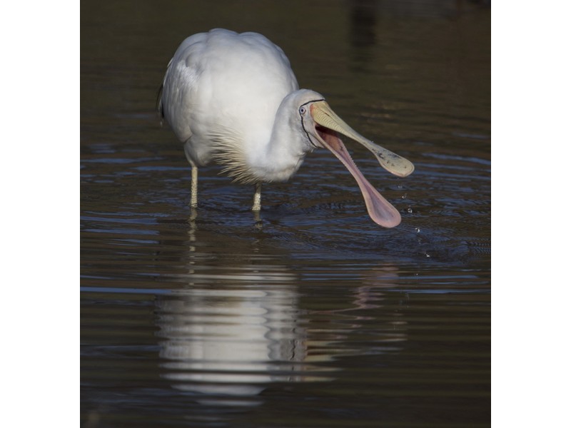 88 Dreyer Road, Toodyay WA 6566