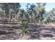 21 Darwinia Crescent, Toodyay WA 6566