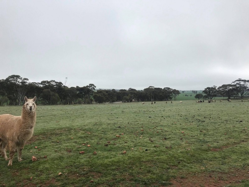 Jennacubbine WA 6401