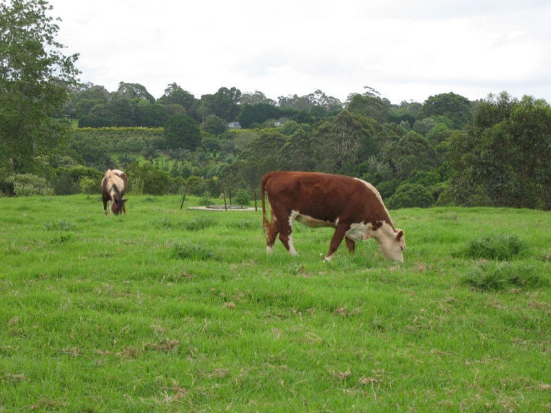 North Tamborine QLD 4272