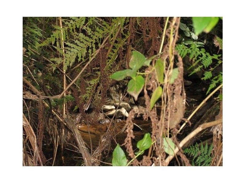 Eagle Heights QLD 4271