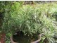 Eagle Heights QLD 4271