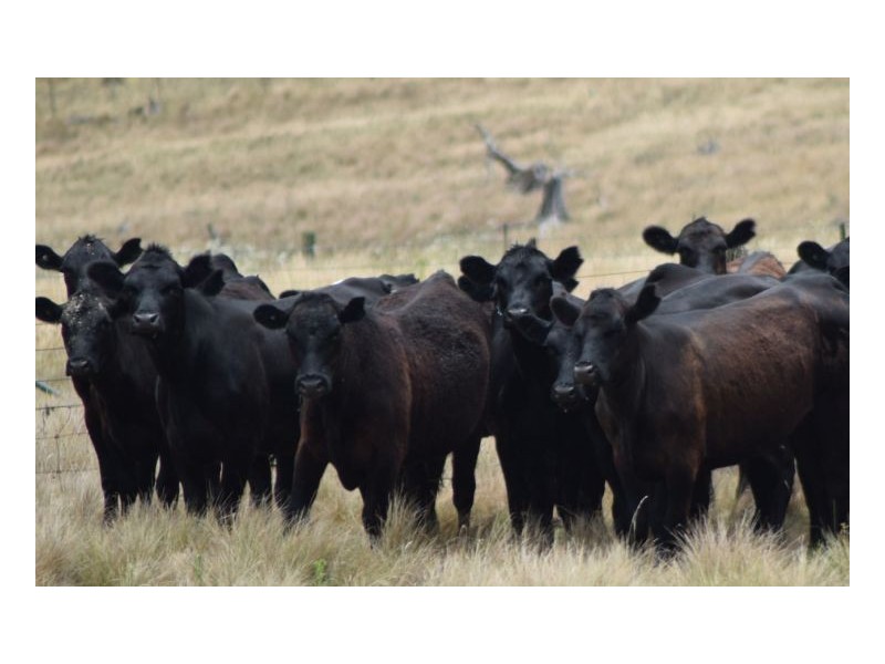 22-24. Blue Knobby Road, Armidale NSW 2350