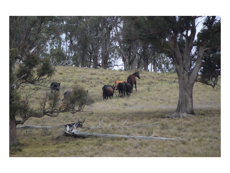 22-24. Blue Knobby Road, Armidale NSW 2350