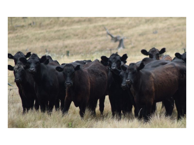 22-24 Blue Knobby Road, Armidale NSW 2350