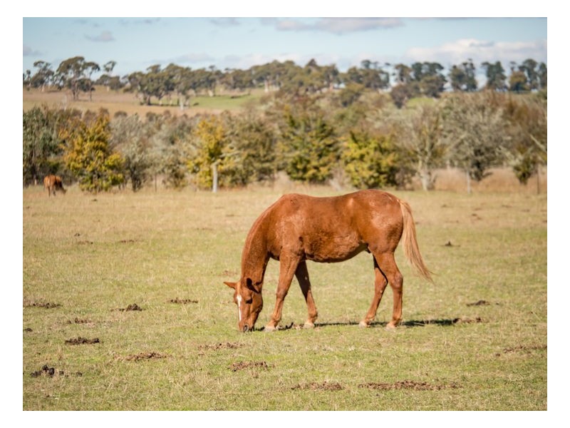 111 Tulong Road, Armidale NSW 2350