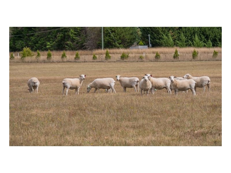 Lot 104 The Pines Estate, Armidale NSW 2350