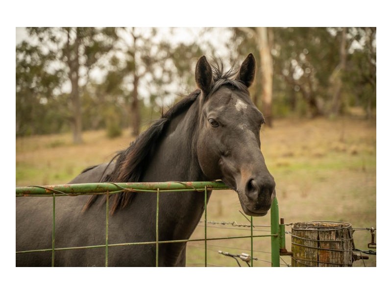 1014 Boorolong Road, Armidale NSW 2350