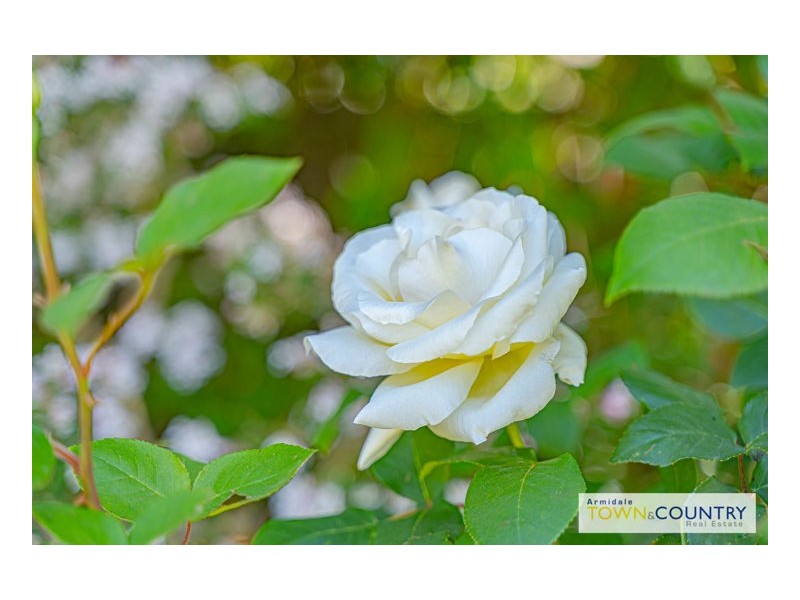 207 Markham Street, Armidale NSW 2350