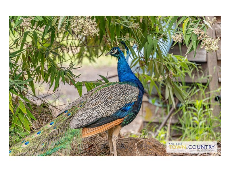 169 Kalinda Road, Armidale NSW 2350