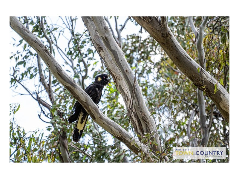 128 Invergowrie Road, Armidale NSW 2350