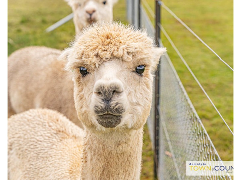 71 Dumaresq Road, Armidale NSW 2350