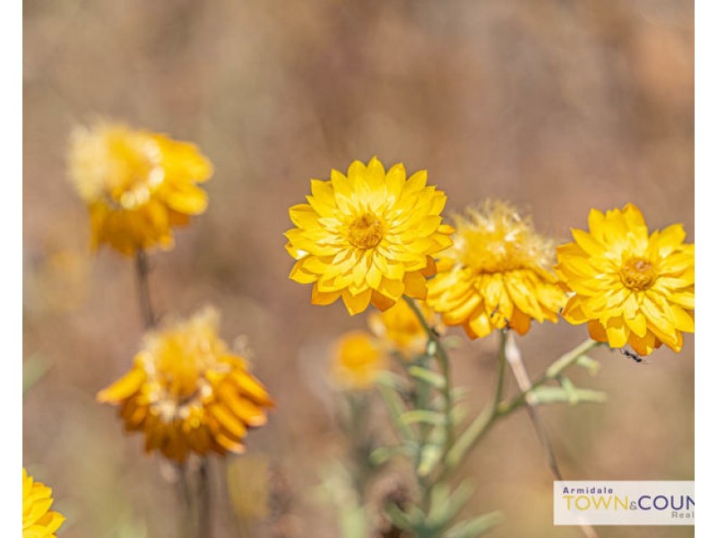 23 Imbandja Lane, Armidale NSW 2350