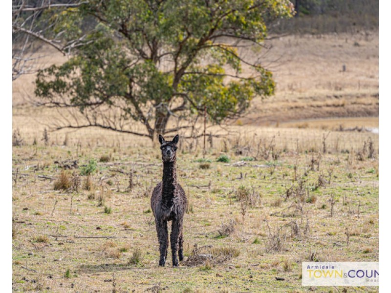 52 Budumba Road, Armidale NSW 2350