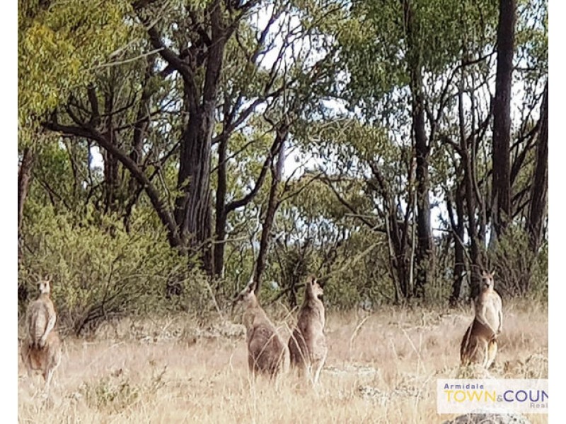 211 Sunnyside Road, Armidale NSW 2350