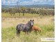 1220 Castledoyle Road, Armidale NSW 2350
