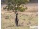 52 Budumba Road, Armidale NSW 2350