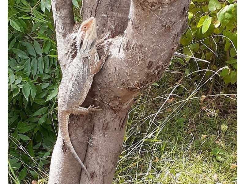 91 Pinegrove Road, Armidale NSW 2350