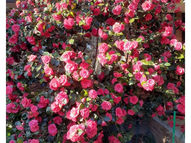 91 Pinegrove Road, Armidale NSW 2350