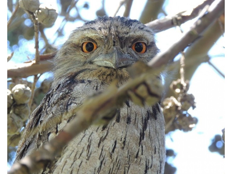 91 Pinegrove Road, Armidale NSW 2350