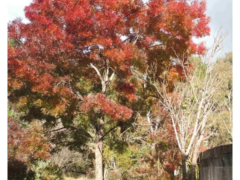 91 Pinegrove Road, Armidale NSW 2350