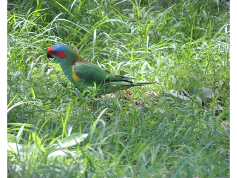 91 Pinegrove Road, Armidale NSW 2350