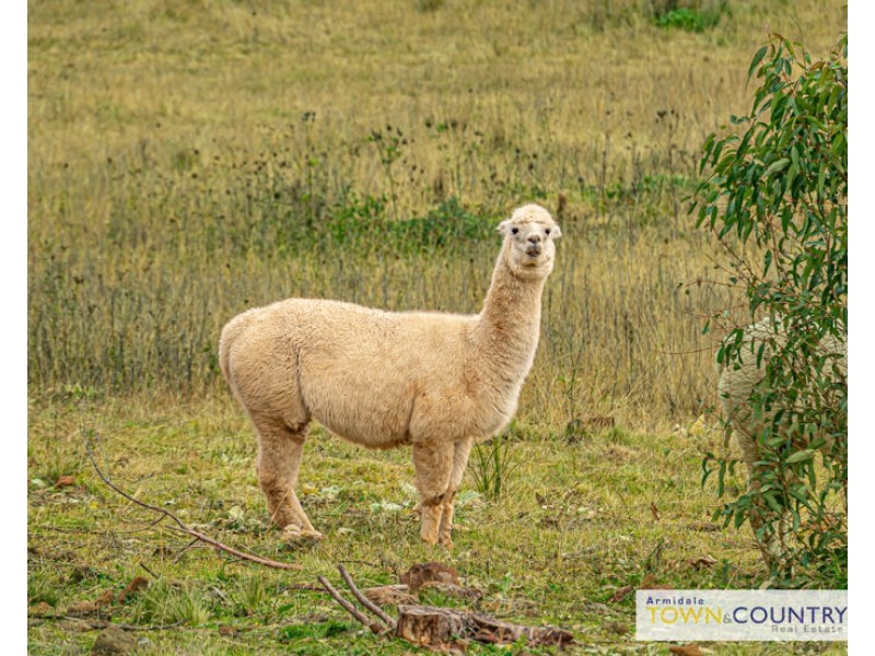 167 Mount Mitchell Road, Armidale NSW 2350