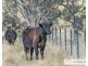 117 Herbert Park Road, Armidale NSW 2350