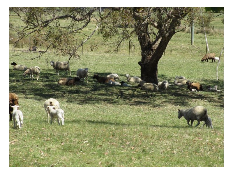 133. Mount Mitchell Road, Invergowrie NSW 2350