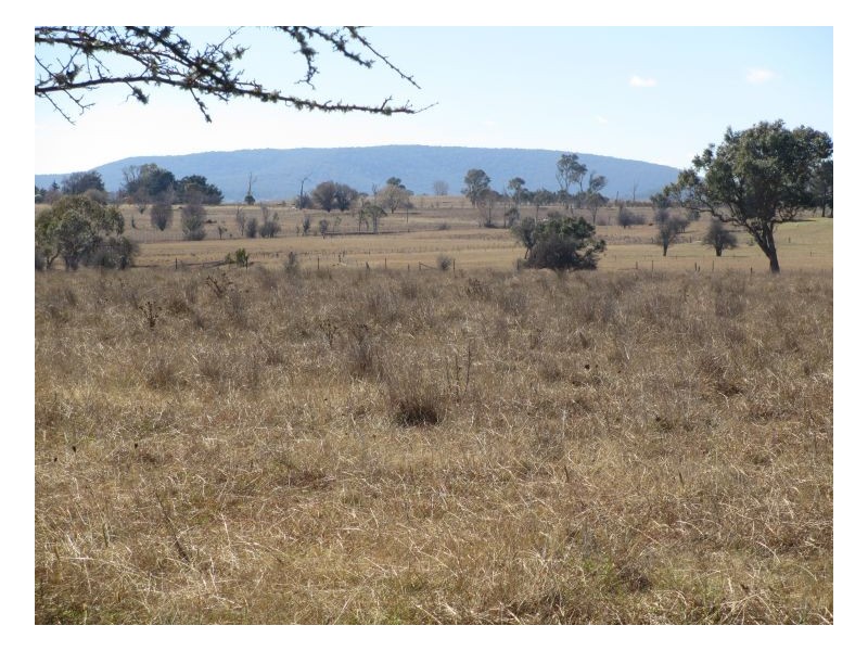 Saumarez Ponds NSW 2350