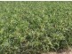 “Benelkay Aggregation”, Walgett NSW 2832