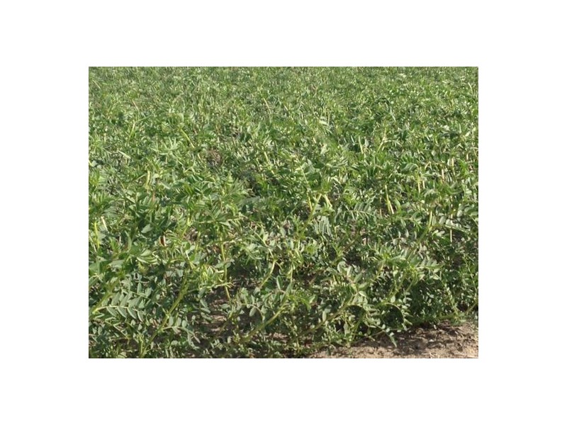 “Benelkay Aggregation”, Walgett NSW 2832