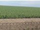 “Benelkay Aggregation”, Walgett NSW 2832