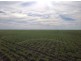 “Benelkay Aggregation”, Walgett NSW 2832