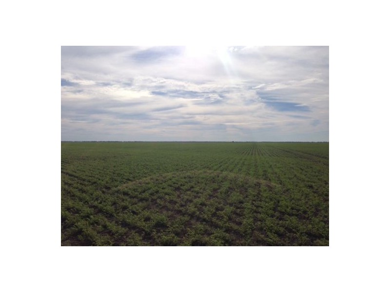 “Benelkay Aggregation”, Walgett NSW 2832