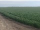 “Benelkay Aggregation”, Walgett NSW 2832