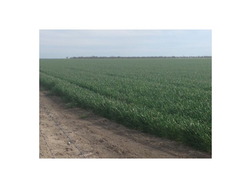 “Benelkay Aggregation”, Walgett NSW 2832