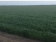 “Benelkay Aggregation”, Walgett NSW 2832