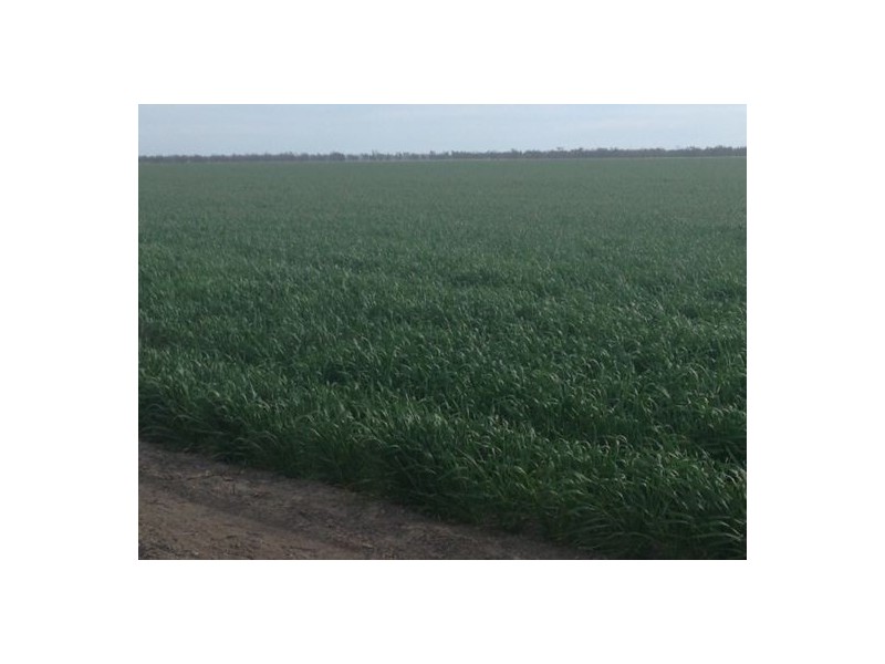 “Benelkay Aggregation”, Walgett NSW 2832