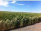 “Benelkay Aggregation”, Walgett NSW 2832