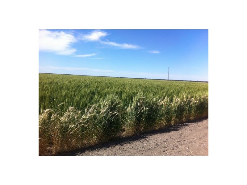 “Benelkay Aggregation”, Walgett NSW 2832