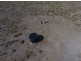 “Myallawa” Gungalman Road, Walgett NSW 2832