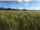 “Kentucky”, Walgett NSW 2832