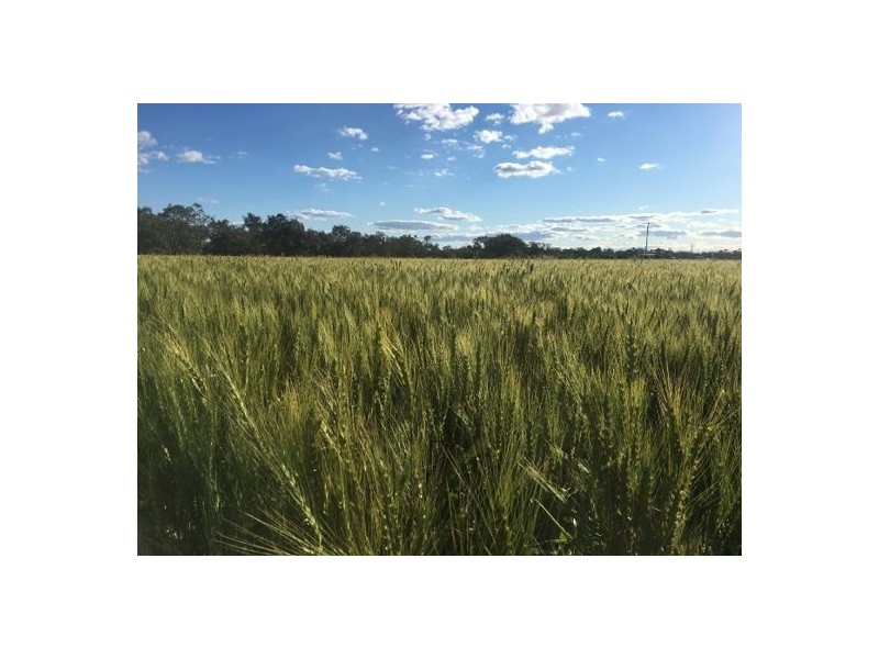 “Kentucky”, Walgett NSW 2832