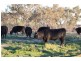 Kia Ora, Walgett NSW 2832