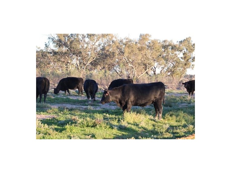 Kia Ora, Walgett NSW 2832